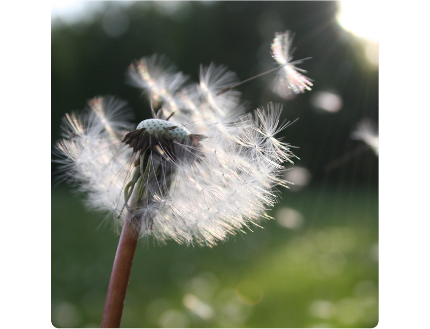 rhume des foins purificateurs
